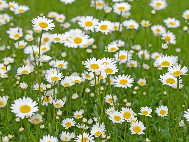 Dicht stehende weiße Margeriten mit gelber Mitte blühen leuchtend in einer saftig grünen Sommerwiese. | © Shutterstock/M. Schuppich