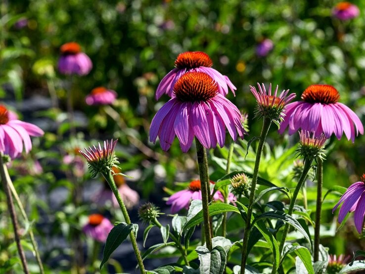 Leuchtend violette Purpursonnenhüte mit orangebrauner Mitte blühen aufrecht inmitten grüner Blätter im Sommerlicht. | © Shutterstock/Diane Woodcheke