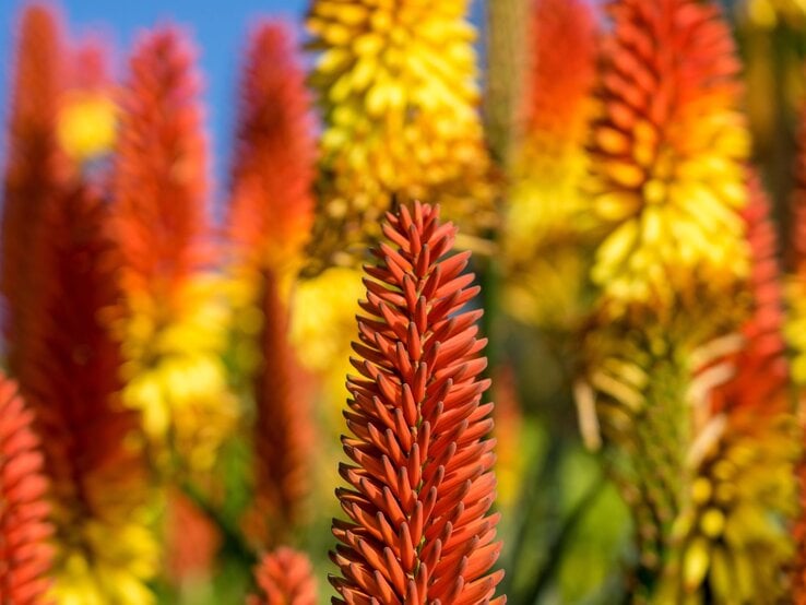 Leuchtend orange-gelbe Blütenstände der Fackellilie ragen dicht an dicht in einem sonnigen Garten in den blauen Himmel. | © Shutterstock/Frank Lambert