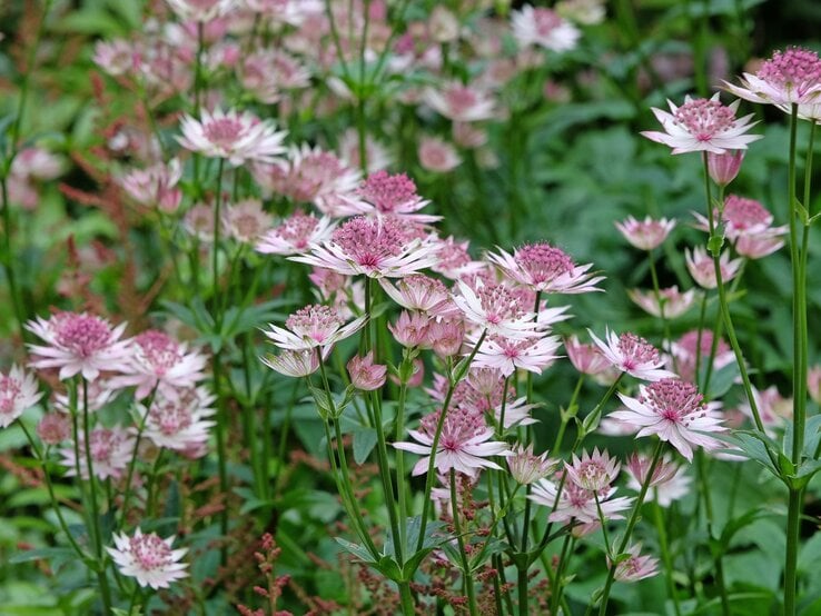 Zarte rosa Blüten der Sterndolde mit feinen, gezackten Blättern blühen dicht an dicht in einem üppigen Gartenbeet. | © Shutterstock/Alex Manders