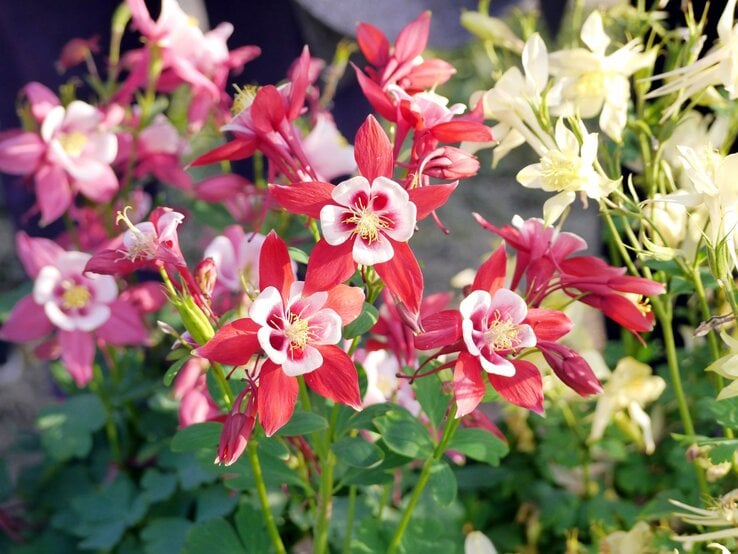 Rote und weiße Akeleiblüten mit zarten, sternförmigen Blütenblättern leuchten im Sonnenlicht vor grünem Laub. | © Shutterstock/Gina Hsu