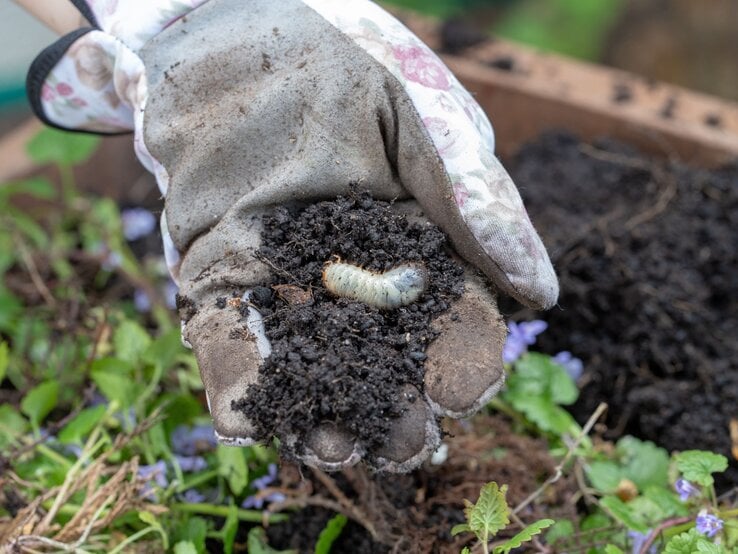 Eine mit Erde bedeckte Gartenhandschuh-Hand hält eine dicke Engerling-Larve über grünem Hochbeet mit violetten Blüten.