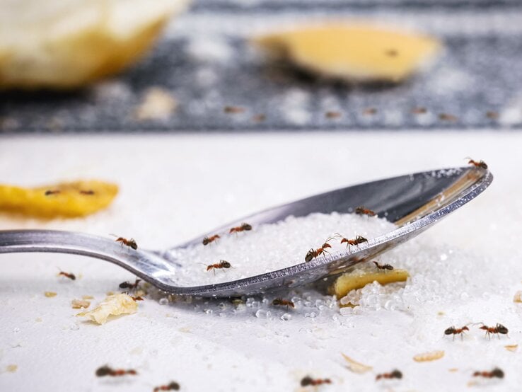 Mehrere Ameisen krabbeln auf einer mit Kristallzucker gefüllten Metallschaufel, umgeben von Krümeln und Obstresten.