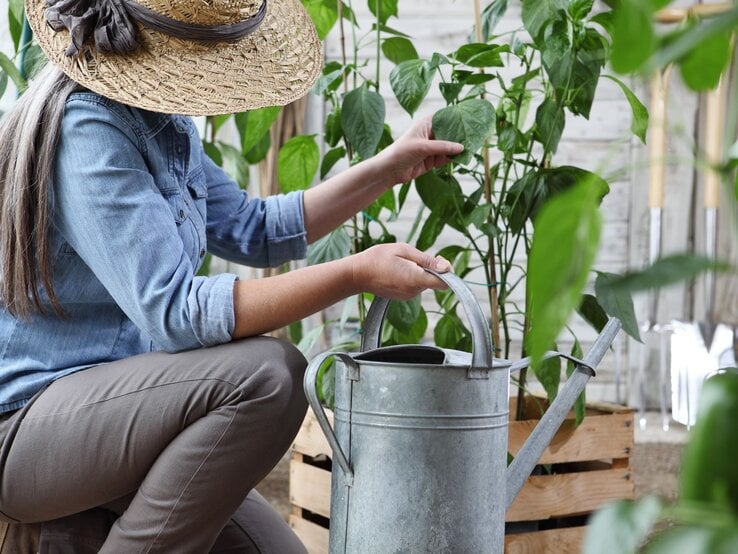 Eine Frau mit Strohhut und grauem Haar kniet im Gewächshaus und gießt grüne Paprikapflanzen mit einer Zinkkanne.