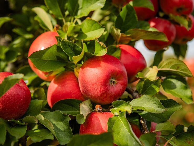 Reife, rot glänzende Äpfel hängen in der Sonne zwischen kräftig grünen Blättern an einem Obstbaumzweig.