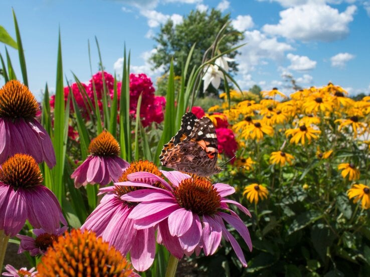 Ein bunt gemusterter Schmetterling sitzt auf einer lila Sonnenhutblüte inmitten eines farbenfrohen Sommerblumenbeets.
