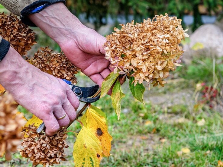 Zwei Hände mit Gartenschere schneiden im Herbst eine verblühte, braune Hortensienblüte über gelb verfärbtem Laub.