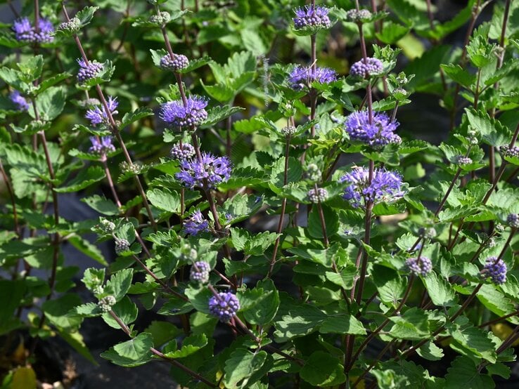 Mehrere aufrecht wachsende Bartblumen mit lila Blüten und violettgrünen Stängeln blühen in der Sommersonne. | © Shutterstock/tamu1500