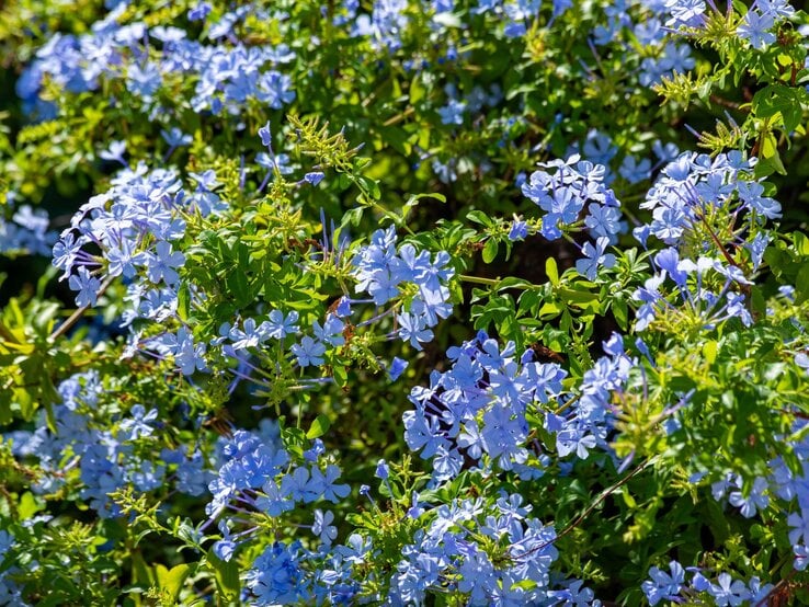Üppig blühende Bleiwurz mit zahllosen zartblauen Blüten über dichtem, frischgrünem Laub an einem sonnigen Standort. | © Shutterstock/Danil Bukharov