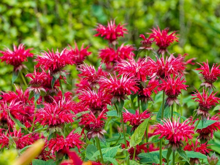 Leuchtend rote Blüten der Indianernessel mit fransigen Blütenblättern stehen dicht über kräftigem grünen Laub. | © Shutterstock/Karel Bock