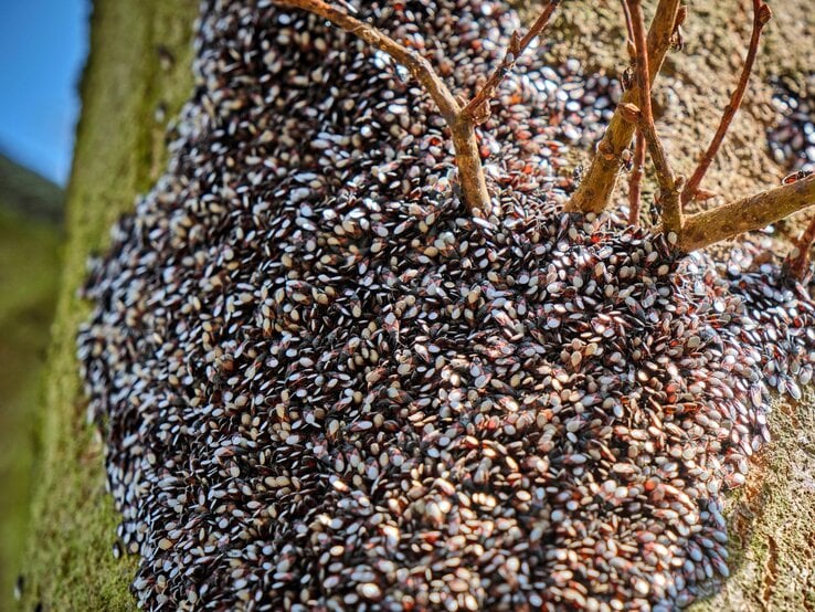 Tausende schwarz-weiß gemusterte Wanzen bedecken dicht gedrängt einen moosbedeckten Baumstamm unter kahlen Ästen.