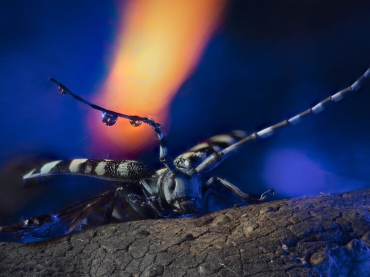 Nahaufnahme eines asiatischen Laubholzbockkäfers mit schwarz-weißem Panzer, Tautropfen auf Fühlern, vor leuchtend blau-orangenem Hintergrund.
