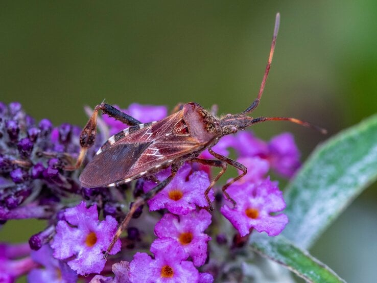 Braune Kiefernwanze mit langen Fühlern sitzt auf violett blühendem Sommerflieder, grüne Blätter im Hintergrund unscharf.