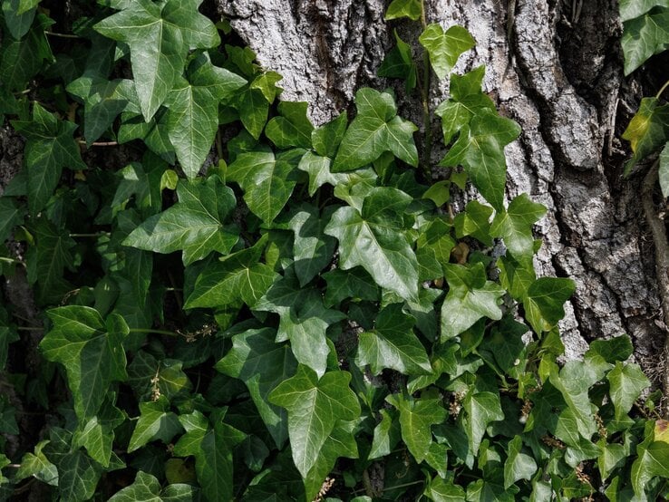 Dunkelgrüne Efeublätter mit markanter Aderung ranken dicht an der rissigen, graubraunen Rinde eines alten Baumstamms entlang.