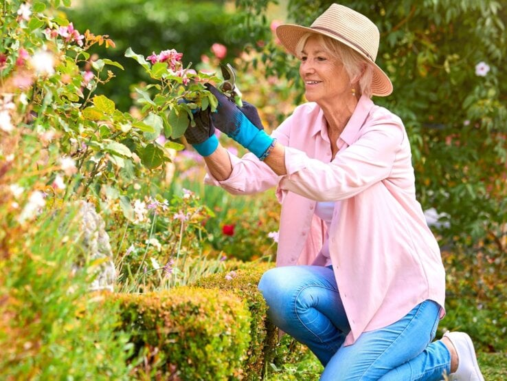 Ältere Frau mit Strohhut und rosa Hemd kniet lächelnd im Garten und schneidet mit Handschuhen Rosen vor blühendem Strauch zurück.
