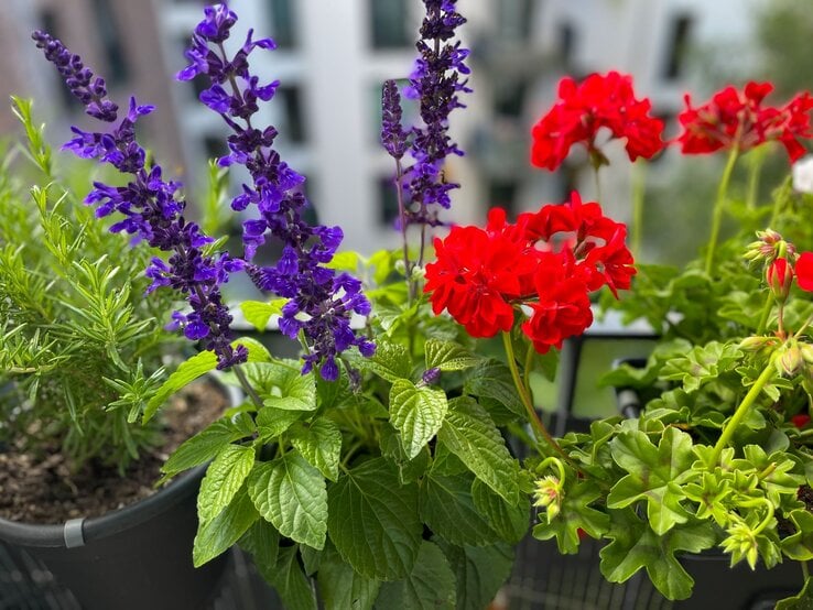 Intensiv rote Geranien und violetter Ziersalbei blühen nebeneinander in Töpfen auf einem modernen Stadtbalkon.