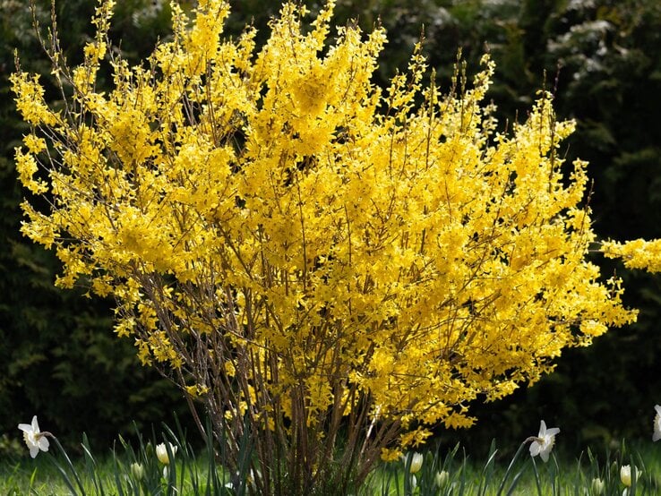 Leuchtend gelbe Forsythiensträucher blühen üppig auf einer grünen Wiese, im Hintergrund dichte, dunkle Tannen. | © Shutterstock/Olga_Ionina