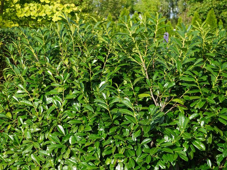 Dichter Kirschlorbeerstrauch mit glänzenden, dunkelgrünen Blättern vor einer Kulisse aus hellgrünen und dunklen Bäumen. | © Shutterstock/crystaldream