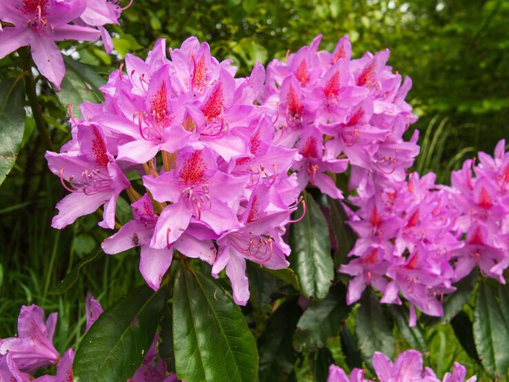 Üppige rosa Rhododendronblüten mit roten Zeichnungen blühen dicht an dicht vor sattem grünen Laub im Sonnenlicht.