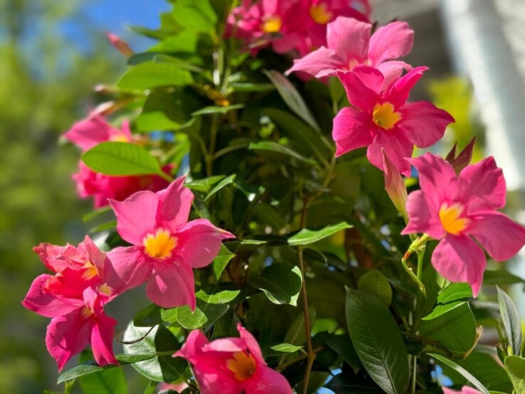 Leuchtend pinke Dipladenia-Blüten mit gelber Mitte ranken sich im Sonnenlicht an grünem Laub vor unscharfem Hintergrund.