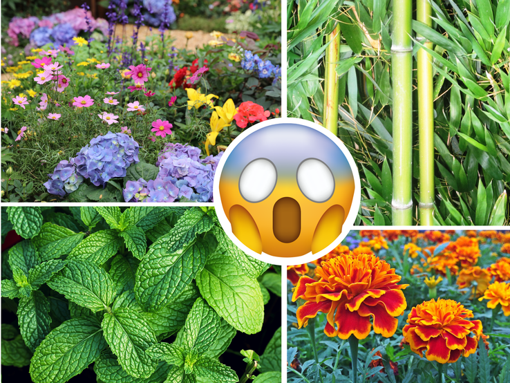 Collage mit Bambus, Minze, Studentenblumen und Sommerblumen, in der Mitte ein schockiertes Emoji als Warnsymbol platziert.