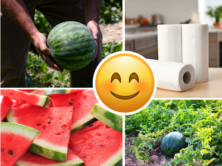 Reife Wassermelone wird von kräftigen Händen gehalten, daneben geerntete Früchte, Küchenrolle und saftige Melonenscheiben.