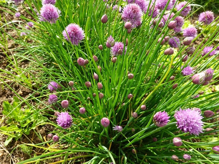 Dichtes Büschel Schnittlauch mit violetten Blütenkugeln und Knospen auf lockerem, braunem Gartenboden bei Sonnenschein.