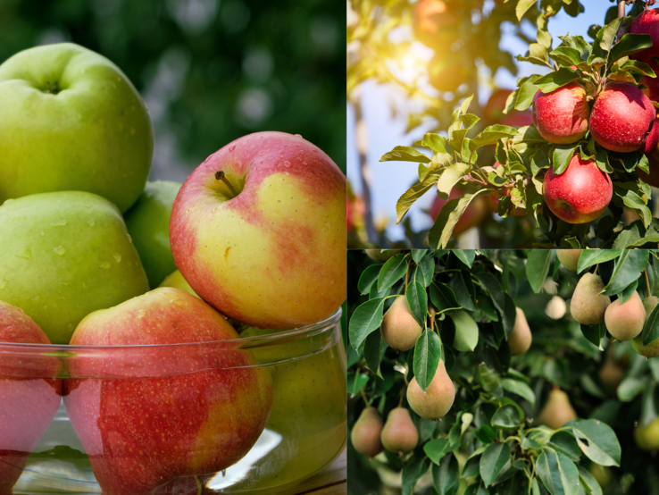 Reife grüne und rotgelbe Äpfel mit Tautropfen in einer Glasschale, daneben Apfel- und Birnenbäume voller Früchte im Sonnenlicht.