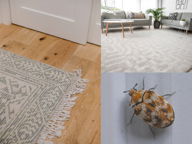 Ein Teppichkäfer krabbelt über helle Fläche, daneben Aufnahmen von hellem Wohnzimmer mit Teppich und Fransenmatte auf Holz.