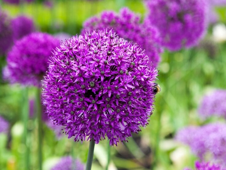 Eine einzelne violette Allium-Blüte im Fokus, mit einer Biene am Rand, vor unscharfem grün-lila Blütenhintergrund.
