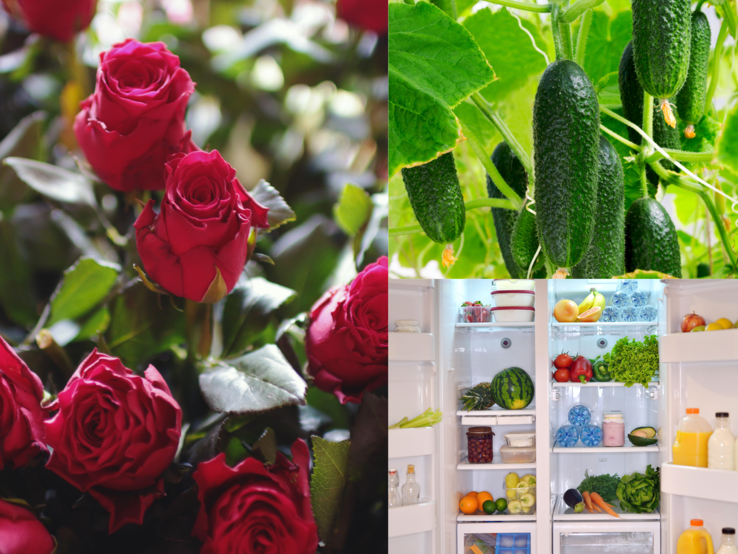 Frische rote Rosen, knackige Gurken an der Pflanze und ein prall gefüllter Kühlschrank mit Obst und Gemüse im Vergleich.