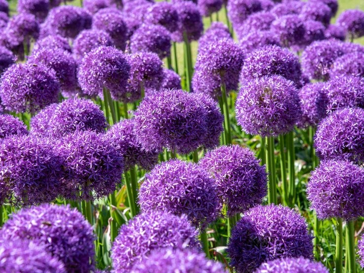Dichtes Feld violetter Alliumblüten mit kugelförmigen Dolden auf hohen, grünen Stielen bei hellem Sonnenlicht.