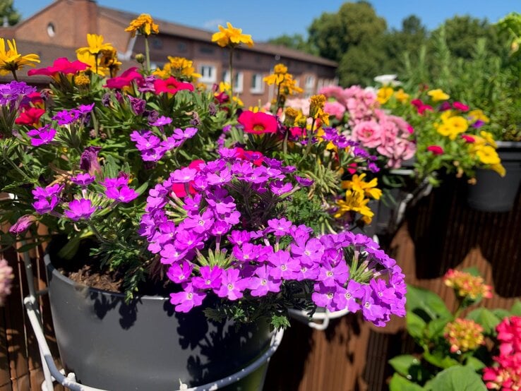 Üppige Sommerblumen in Violett, Pink und Gelb blühen in schwarzen Töpfen auf einem sonnigen Balkon vor Backsteingebäude.