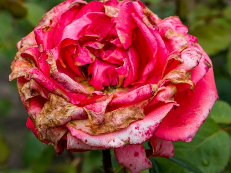 Verfaulte Blütenblätter einer einst leuchtend rosa Rose im Spätsommergarten, von Grauschimmel gezeichnet.