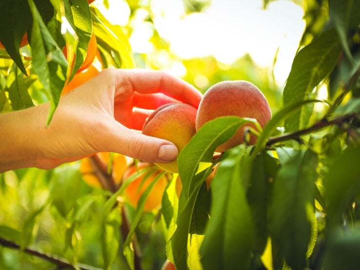 Eine helle Hand greift im Sonnenlicht vorsichtig nach zwei reifen Pfirsichen an einem belaubten Ast im Obstgarten.