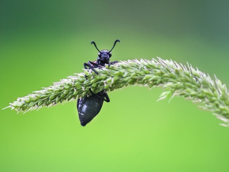Schwarzer Käfer mit gekrümmten Fühlern sitzt auf gebogenem Grashalm vor unscharfem grünem Hintergrund.