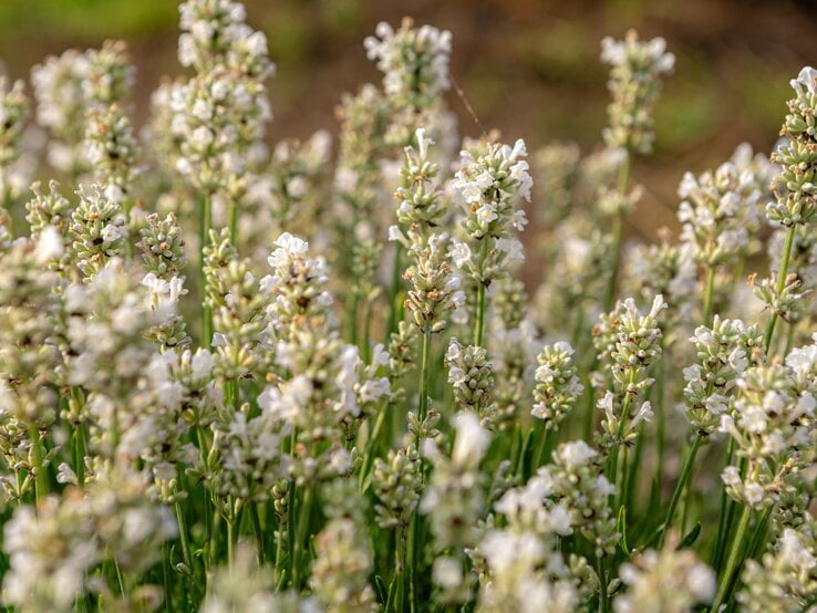 Weißer Lavendel blüht in dichten, zarten Rispen bei warmem Licht auf einer grünen Wiese vor unscharfem Hintergrund.