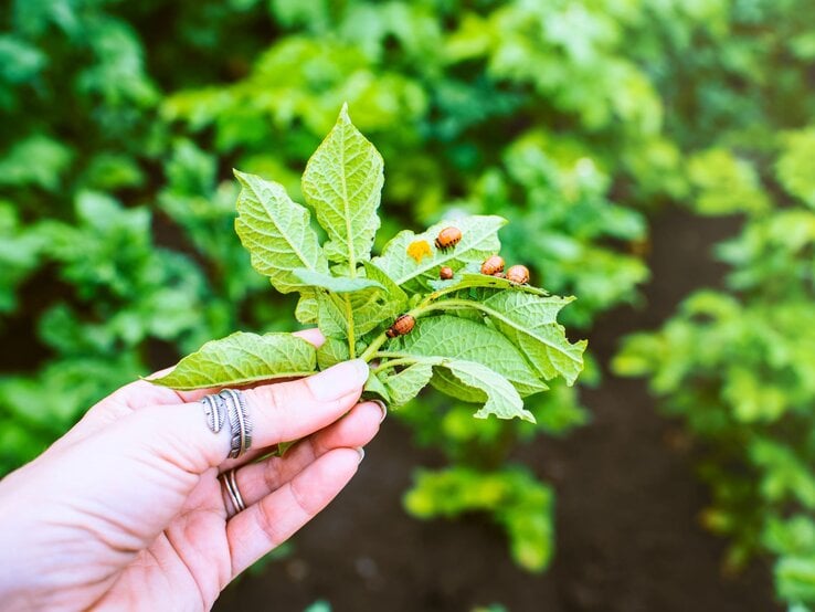 Hand mit silbernen Ringen hält grünen Kartoffeltrieb, auf dem mehrere orange-schwarze Kartoffelkäferlarven kriechen. | © Adobe Stock / Liliya