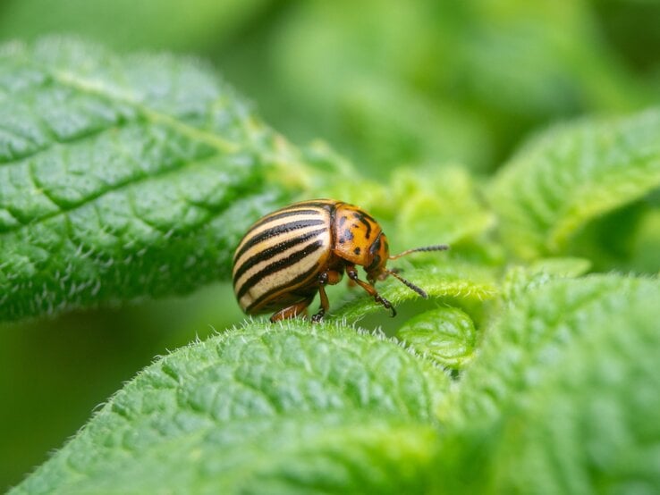 Nahaufnahme eines gestreiften Kartoffelkäfers auf frischem, behaartem Kartoffelblatt im satten Grün des Pflanzenhintergrunds.