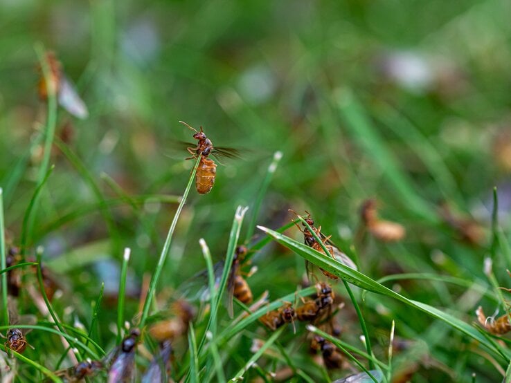 Ameisen im Rasen