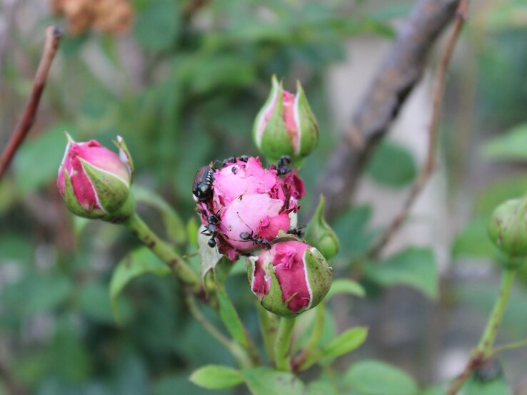 Mehrere grüne und rosafarbene Rosenknospen, teils angefressen, mit schwarzen Ameisen und einem glänzenden Käfer auf der Blüte.
