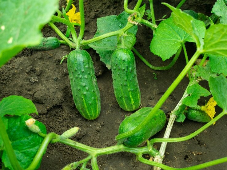 Drei dicke Freilandgurken mit warziger Schale liegen zwischen grünem Laub auf dunkler, feuchter Erde im Garten.