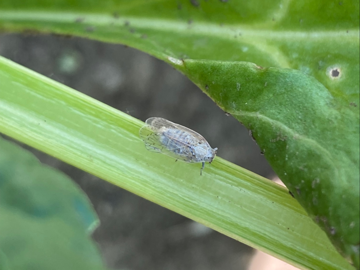 Kleine glasflügelige Zikade sitzt unbewegt auf einem hellgrünen Stiel zwischen zwei grün gefleckten, teils angefressenen Blättern.