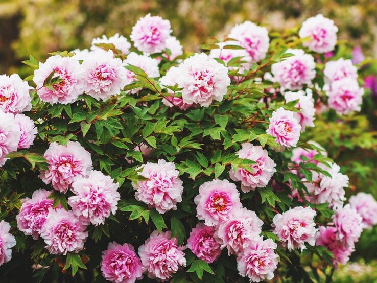 Pfingstrosen in der Sonne.