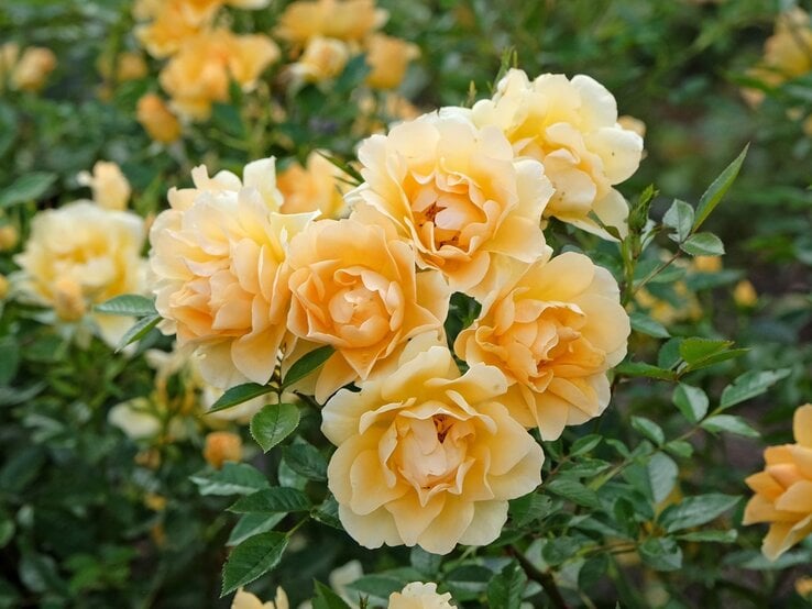Ein Strauß zartgelber Rosen mit üppigen Blüten steht inmitten grüner Blätter in einem sommerlichen Garten.