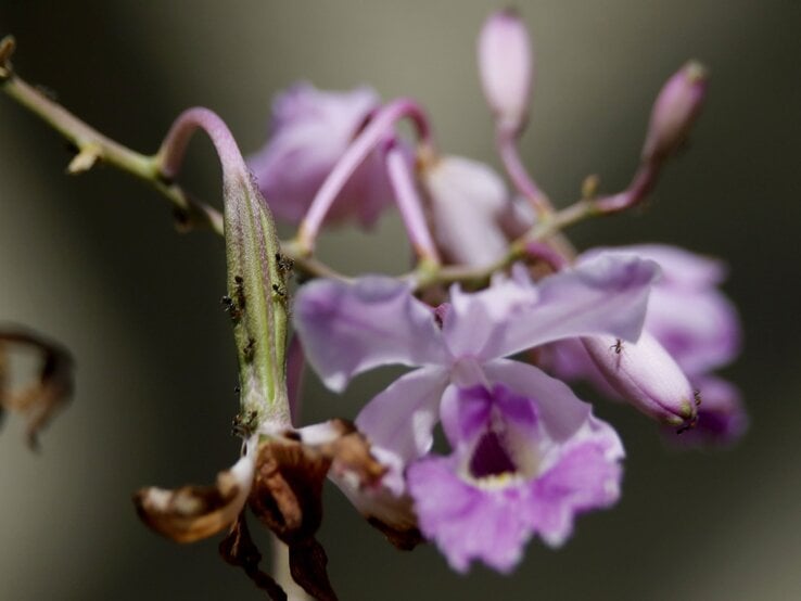Zarte violett-weiße Orchideenblüte mit welken Blättern, auf deren Stängel mehrere kleine Ameisen krabbeln.