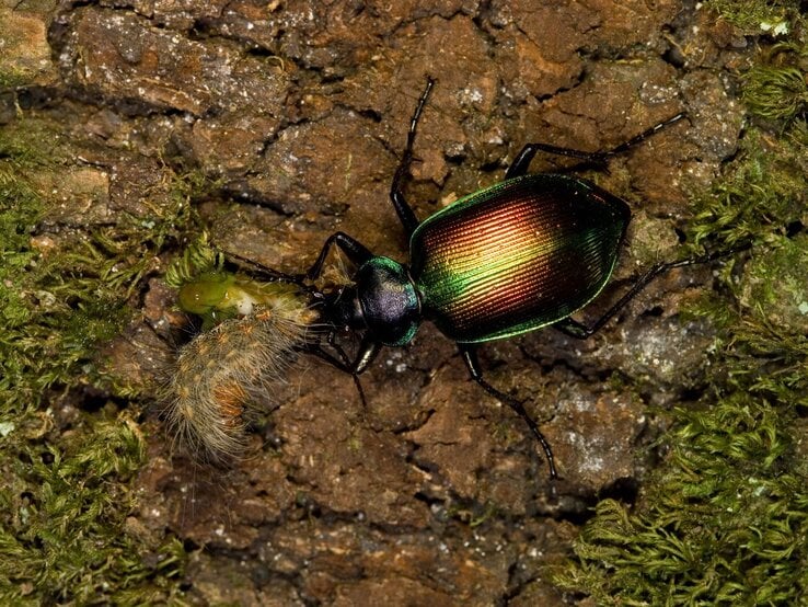 Ein glänzend grün-kupferner Laufkäfer frisst auf brauner Baumrinde eine haarige Raupe, Moosreste am Rand sichtbar.