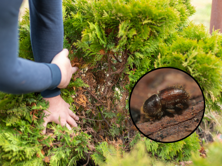 Ein Mann im blauen Pullover greift mit beiden Händen in eine Thujahecke und prüft vertrocknete braune Zweige im Inneren.