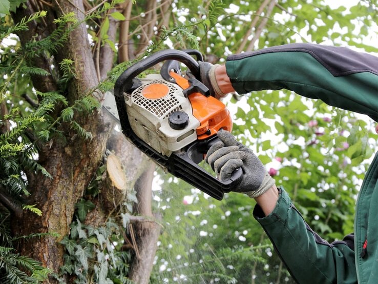 Ein Gärtner in grüner Arbeitskleidung sägt mit einer Motorsäge einen Ast von einem mit Efeu bewachsenen Baum ab.