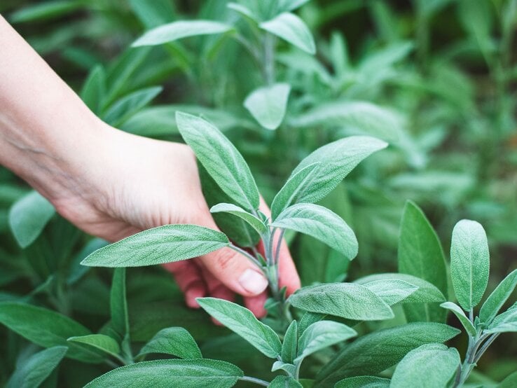 Eine Hand greift vorsichtig nach einem Zweig frischen Salbeis mit samtigen, länglichen Blättern in sattem Grün. | © Shutterstock/Nadya So